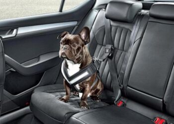 Así funciona el primer cinturón de seguridad para perros