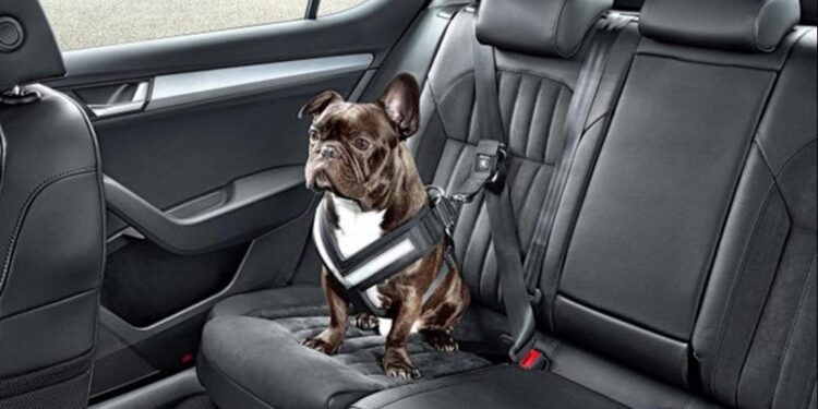 Así funciona el primer cinturón de seguridad para perros